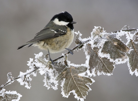 Coal tit (Parus ater) adult perched in winter