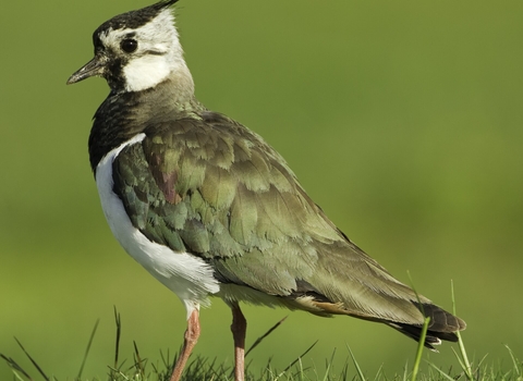 A lapwing standing in grass.