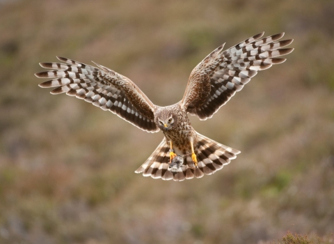 Hen Harrier