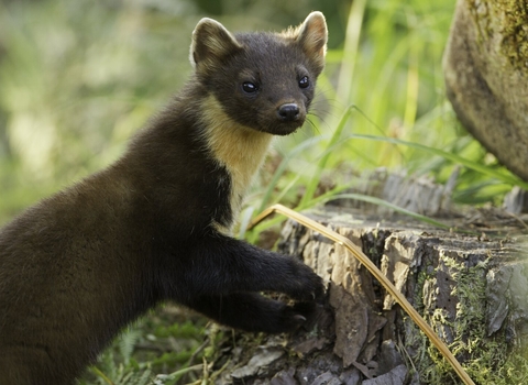 A pine marten partially upright with front paws resting on a tree stump.