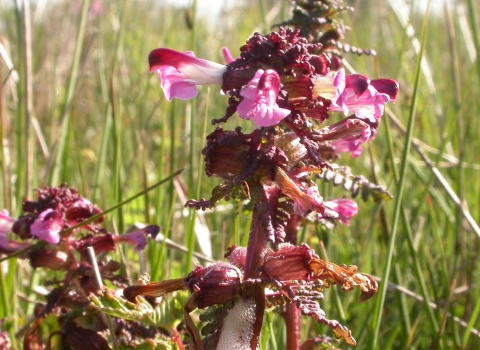 Lousewort