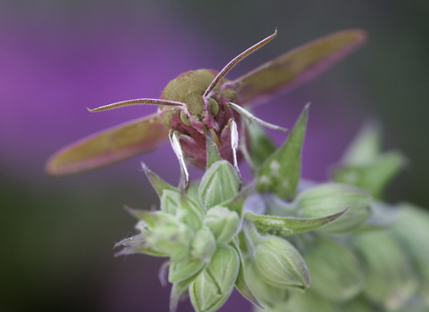 Elephant hawkmoth, close-up on foxglove