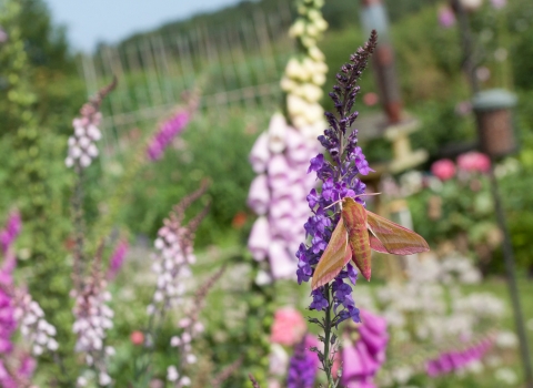 Elephant hawkmoth on flowers