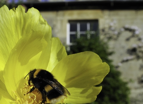 bumblebee feeding on Yellow tree peony flower 