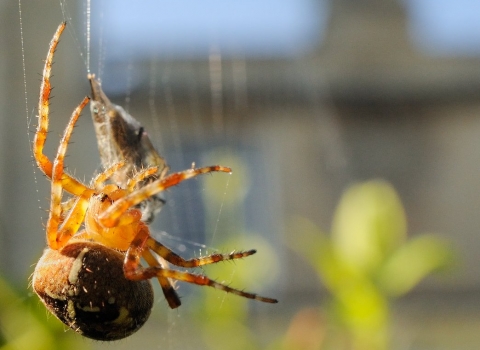 spider in garden