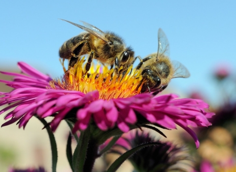 Bees on flower