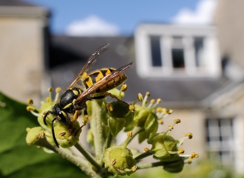 Wasp on Ivy in front of house