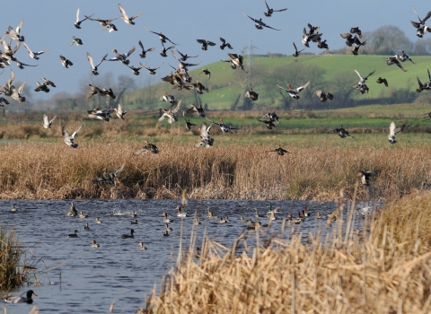 Wigeon, teal and lapwing flying over flooded marshes 