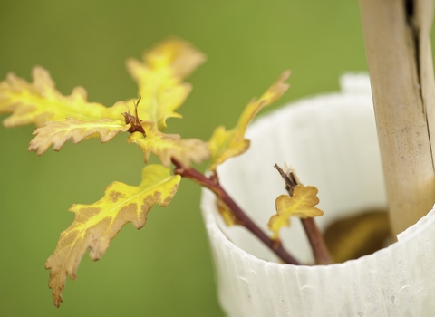 A close up photo of a newly planted English oak sapling. The sapling is in a protective plastic collar and supported by a cane.
