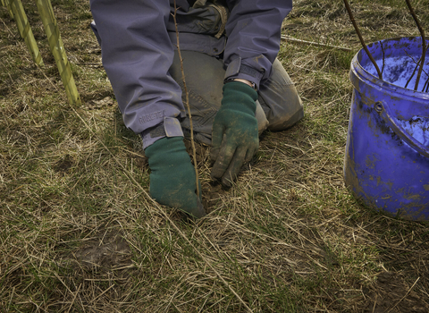 A close-up photo of someone planting trees