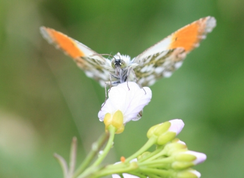 Orange tip butterfly