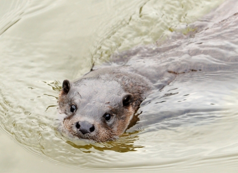 Otter