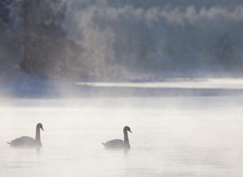 Mute swan pair in mist