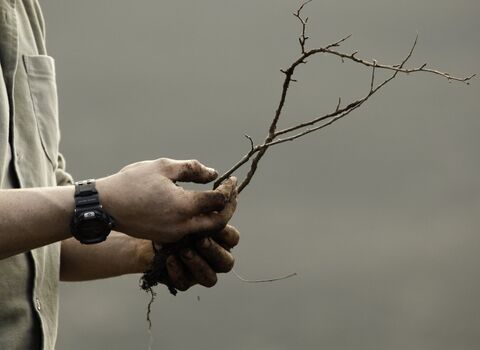 A close up photo of a person's hands and forearms as they hold two tiny saplings ready for planting.