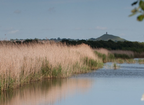 Somerset Levels