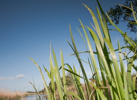 reeds on somerset levels