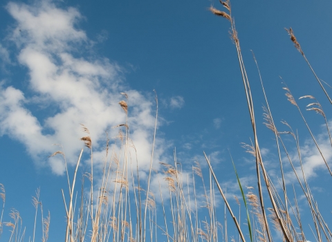 reeds and blue sky