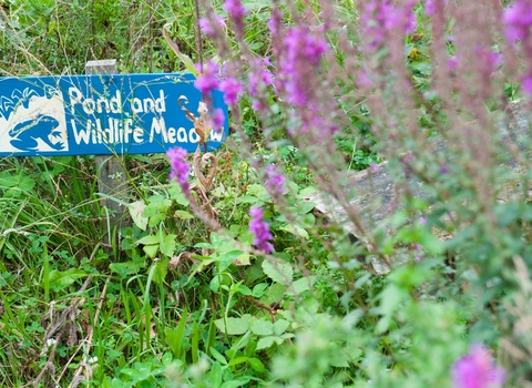 A wildlife garden with purple flowers and a sign reading 'pond and wildlife meadow'