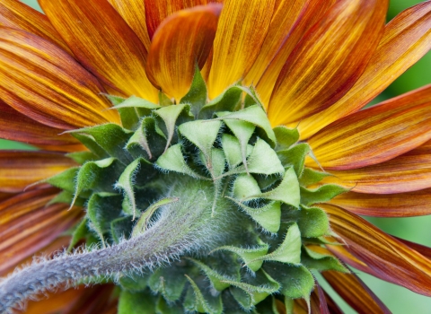 Detailed close-up of orange flower