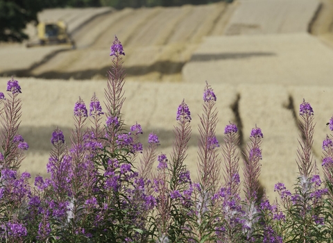 Oat Harvest