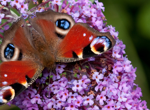 A peacock butterfly resting on a buddleia flower