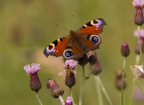 Peacock butterfly