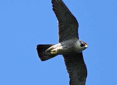 Peregrine falcon in flight