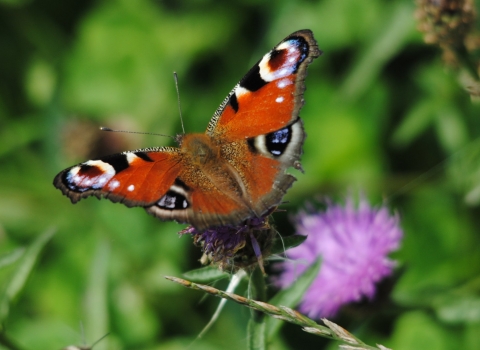 Peacock Butterfly