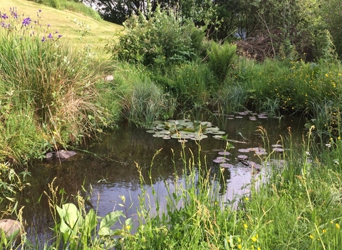 Garden pond