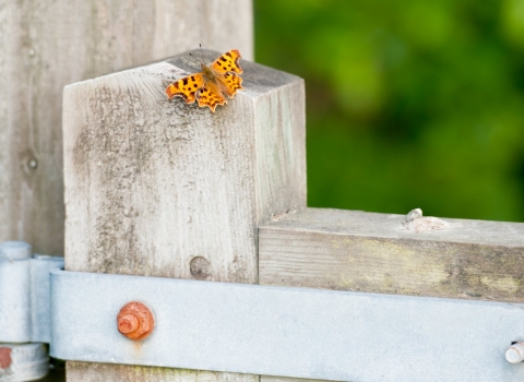 Comma butterfly resting on a gate