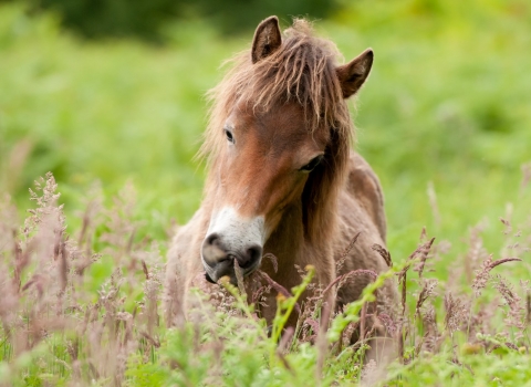 Exmoor Pony grazing at Street Heath, Somerset