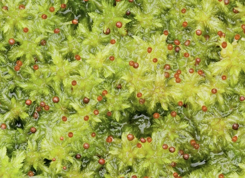 A macro view of sphagnum moss