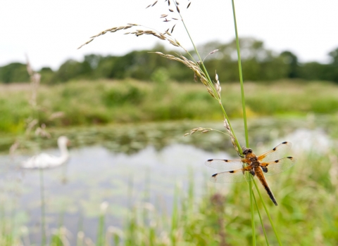 four-spotted chaser