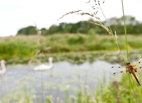 Four-spotted chaser and swans, Somerset Levels