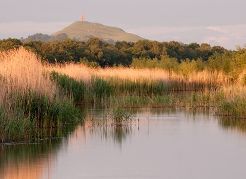 Reedbeds with a view over the water to Glastonbury tor