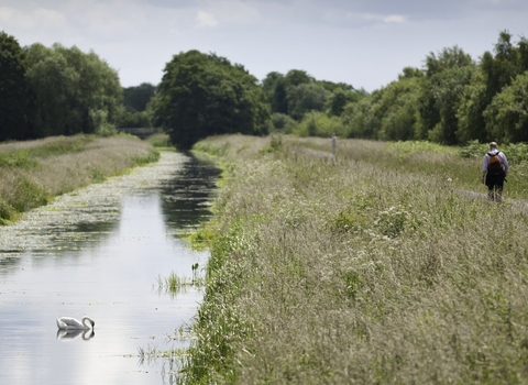 Shapwick Heath Nature Reserve, with a swan feeding in a rhyne and two people walking the path that runs alongside.