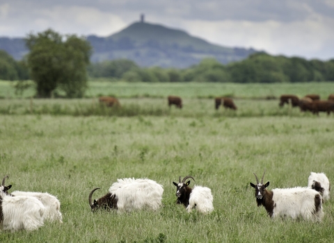 Goats grazing farmland on the Somerset Levels in summertime at Shapwick Heath Nature Reserve. Glastonbury Tor is in the background.