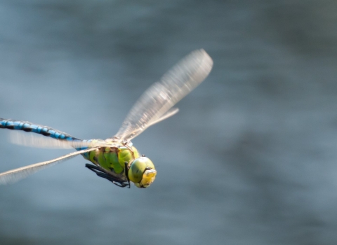 Emperor dragonfly 