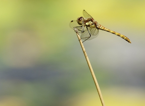 Common darter dragonfly