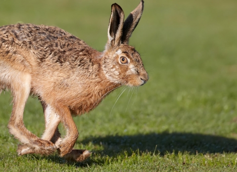 Running hare