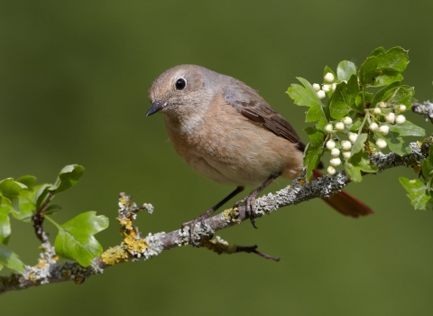 Redstart on Hawthorn branch