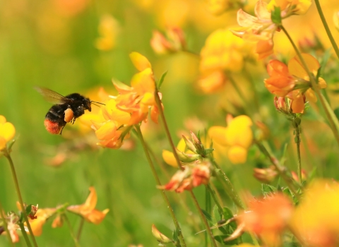 Red-tailed bumblebee on bird's foot trefoil