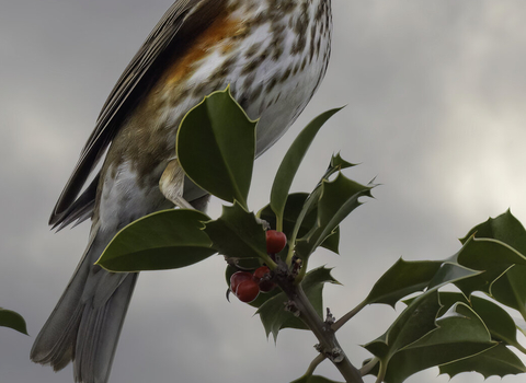 A Redwing (a member of the thrush family) eating a holly berry