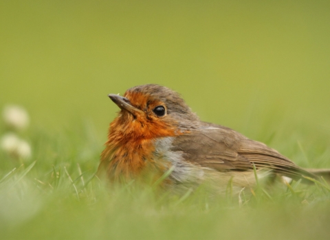 Robin on the floor