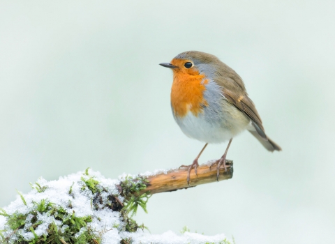 Winter robin in the snow