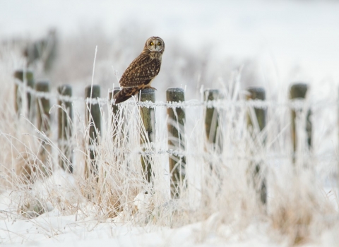 Short-eared owl in the snow