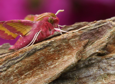 An elephant hawk-moth with a pink fluffy body and pink and pale green wings resting on a piece of wood.