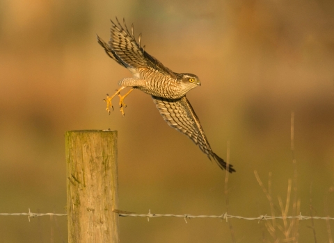 Sparrowhawk alighting from fence post