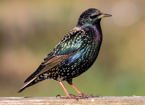 An adult starling perched on a wooden fence
