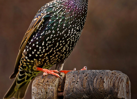 Starling